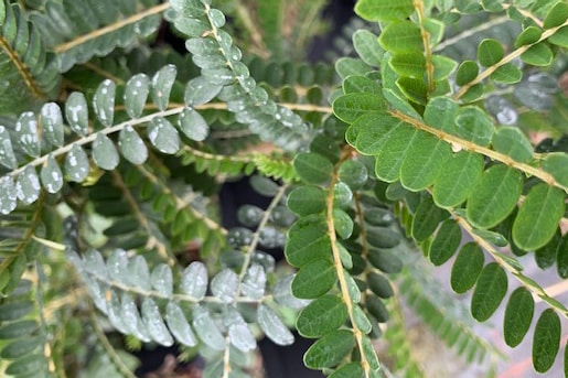 Sophora microphylla ‘Sun King’