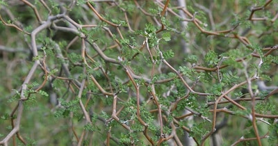 Sophora japonica ‘Little Baby’ (Styphnolobium japonicum)