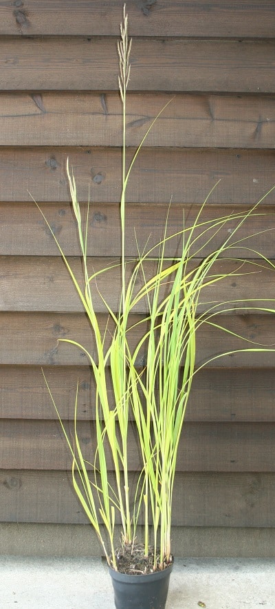 Spartina pectinata ‘Aureomarginata’