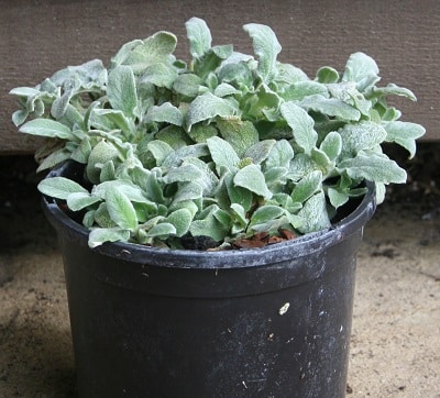 Stachys byzantina ‘Silky Fleece’
