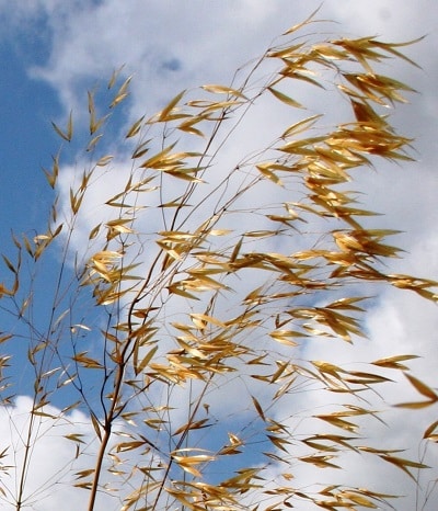 Stipa gigantea