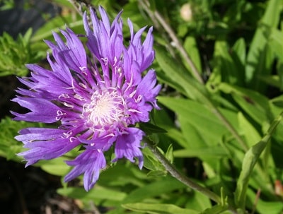 Stokesia laevis ‘Klaus Jelitto’