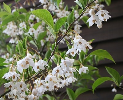 Styrax japonicus