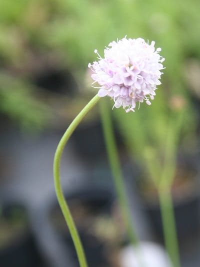 Succisella inflexa ‘Frosted Pearls’