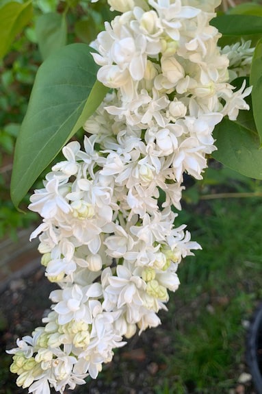 Syringa vulgaris ‘Madame Lemonie’