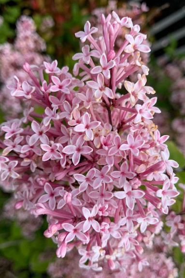Syringa pubescens subsp. microphylla ‘Superba’