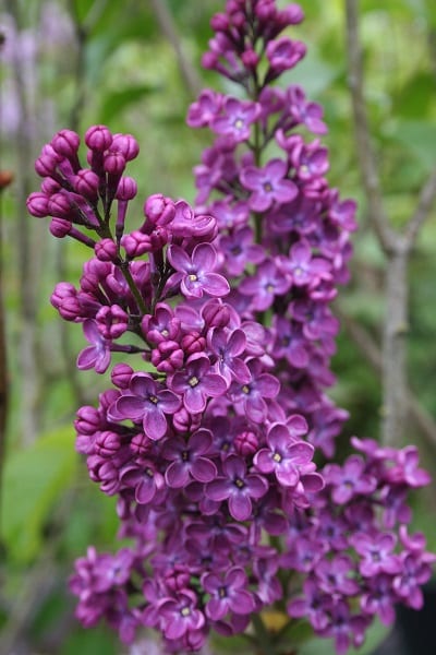 Syringa vulgaris