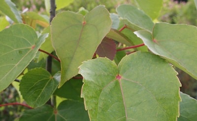 Tetradium daniellii Hupehense Group (Evodia hupehensis)