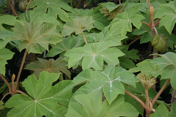Tetrapanax papyrifer ‘Rex’