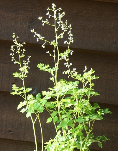 Thalictrum delavayi ‘Album