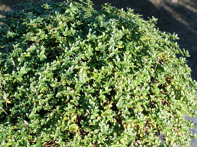 Thymus prostratus