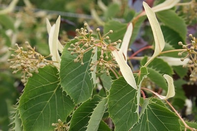 Tilia henryana
