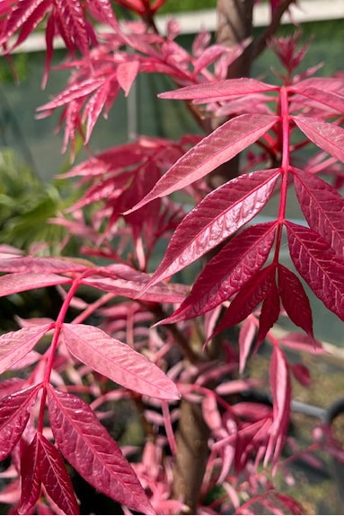 Toona sinensis ‘Flamingo’