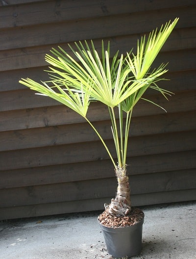 Trachycarpus fortunei
