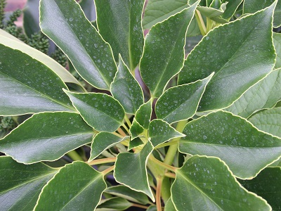 Trochodendron aralioides