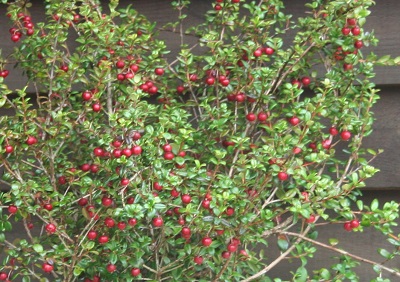 Ugni molinae (Myrtus ugni)