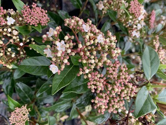 Viburnum tinus Standard