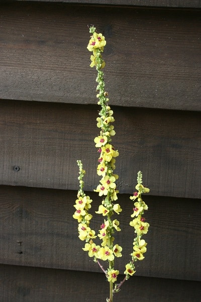 Verbascum chaixii ‘Wedding Candles’