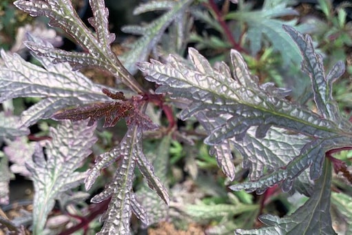 Verbena officinalis var. Grandiflora ‘Bamptom’