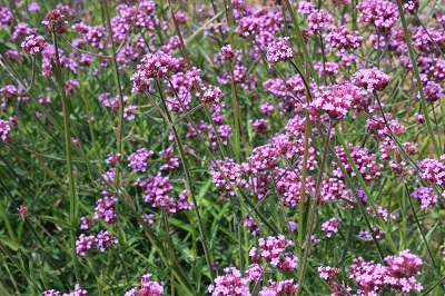 Verbena bonariensis