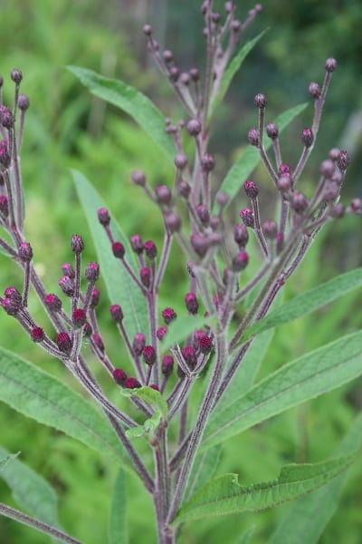 Vernonia crinita