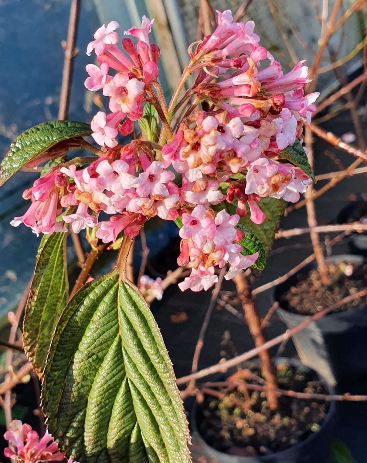 Viburnum x bodnantense ‘Charles Lamont’