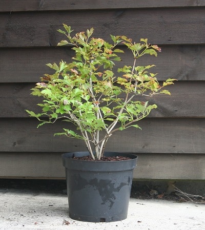 Viburnum opulus ‘Compactum’