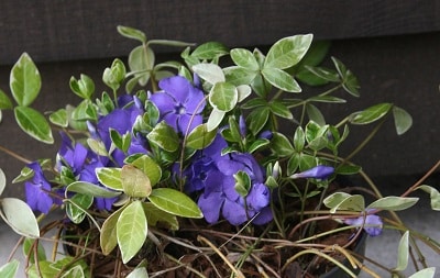 Vinca minor ‘Ralph Schugart’