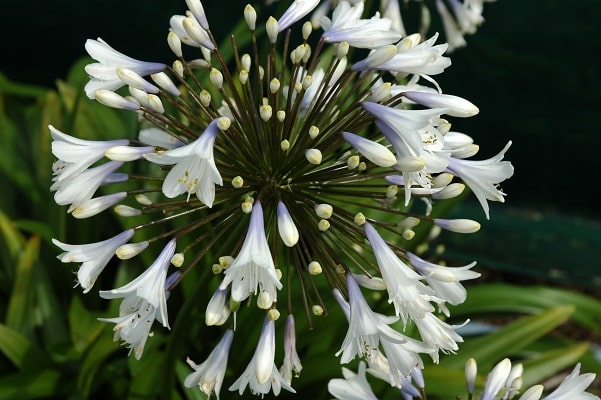 Agapanthus ‘Enigma’