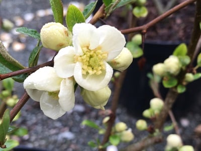 Chaenomeles speciosa ‘Nivalis’