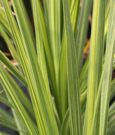 Cordyline ‘Jive’