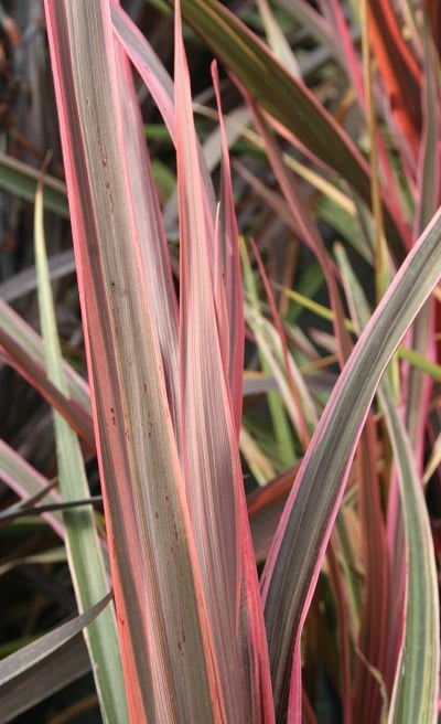 Cordyline ‘Can Can’