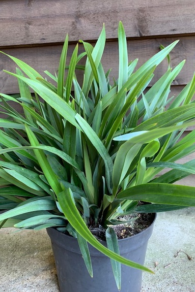 Dianella tasmanica ‘Tas Red’