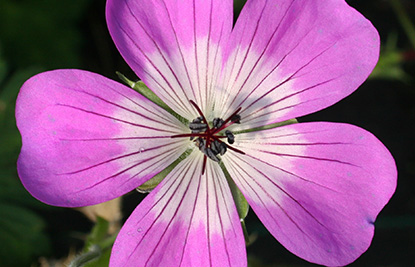 Geranium wallichianum ‘Sylvia’s Surprise’
