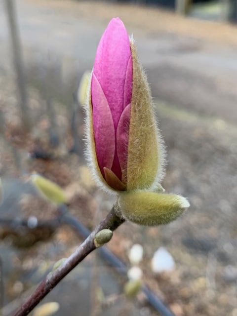 Magnolia ‘George Henry Kern’