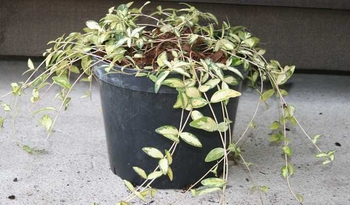 Vinca minor ‘Illumination’