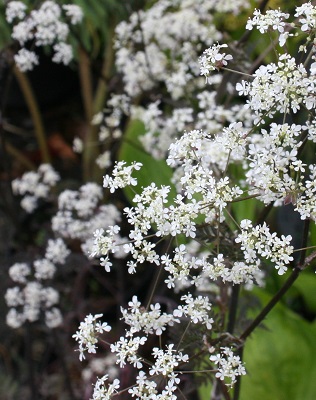 Anthriscus sylvestris ‘Ravenswing’