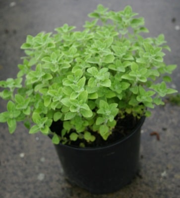 Calamintha nepeta subsp.  ‘Blue Cloud’