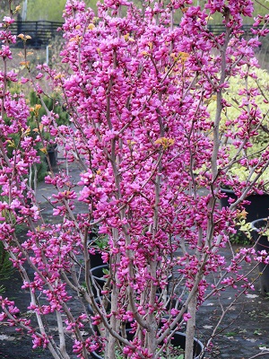 Cercis chinensis ‘Avondale’