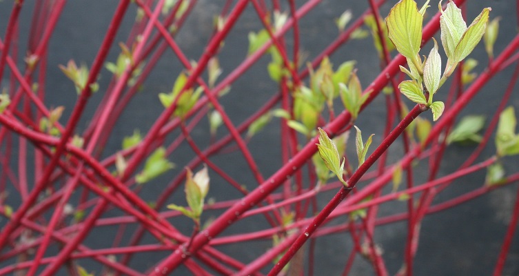 Cornus alba ‘Sibirica’