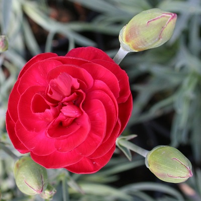 Dianthus ‘Passion’