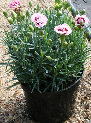 Dianthus ‘Raspberry Sundae’