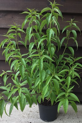 Elsholtzia stauntonii