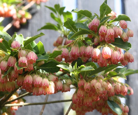Enkianthus campanulatus
