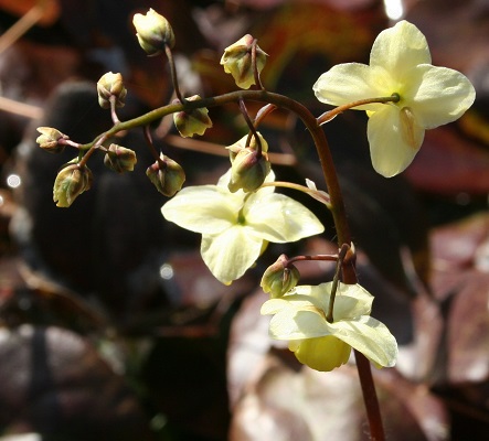 Epimedium x perralchicum ‘Frohnleiten’