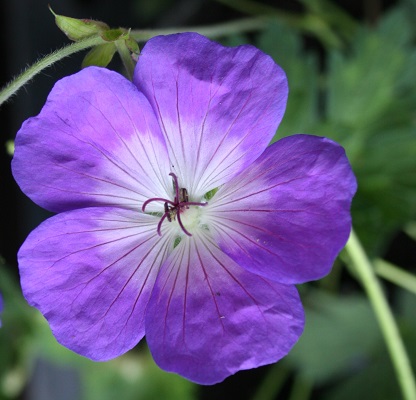 Geranium Rozanne