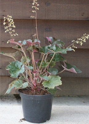 Heuchera ‘Walnut’