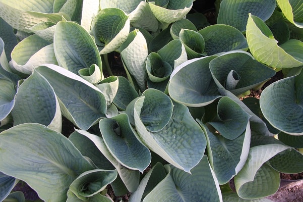 Hosta ‘Big Daddy’