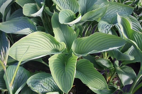Hosta ‘Empress Wu’