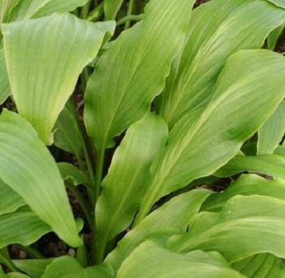 Hosta ‘Green Fountain’